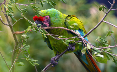 Military macaw (Ara militaris) sitting in dense greenery. Large green parrot on fresh branches.