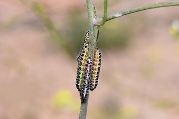 Two large white butterfly caterpillars (Pieris brassicae) clinging to a plant stem. The larvae have distinctive yellow and black markings. Macro nature photography.