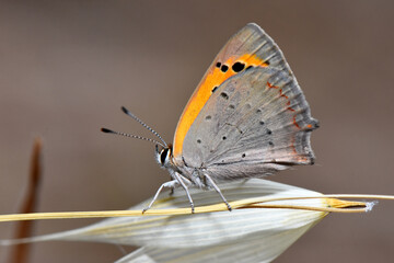 Macro close-up of a Little Copper butterfly (Lycaena phlaeas) with orange and gray wings resting on a dried straw-like plant stem in a natural outdoor setting.