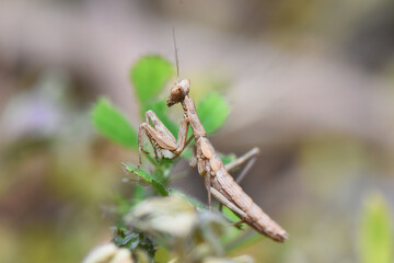 Close-up macro shot of a small, brown praying mantis perched on a green leaf or clover in a garden, with a soft, out-of-focus background in natural light.