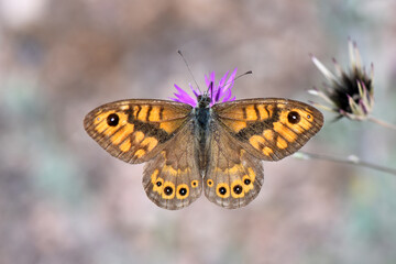 A beautiful wall brown butterfly (lasiommata megera) with its distinctive orange and brown patterning and eyespots resting on a purple wildflower against a soft, blurred background.