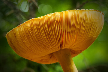 Close-up of forest mushrooms in autumn in the Taunus