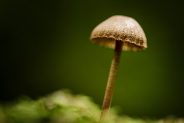 Close-up of forest mushrooms in autumn in the Taunus