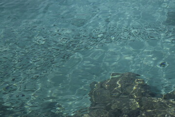 a school of small fish in the sea, top view