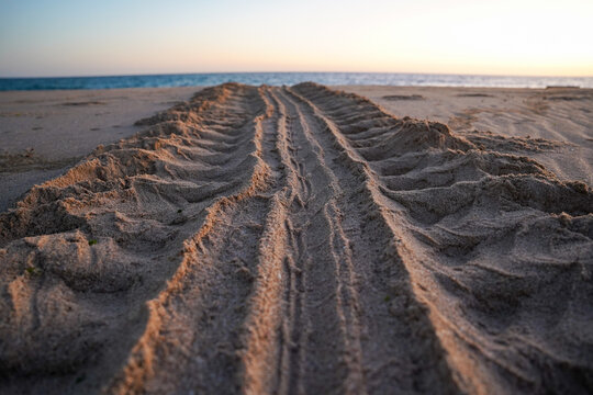 Giant Sea Turtle track in sand, Ras al Jinz, Oman