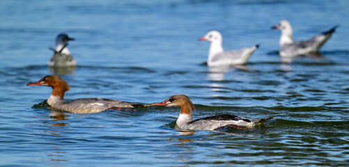 Gänsesäger // Common merganser (Mergus merganser) 
