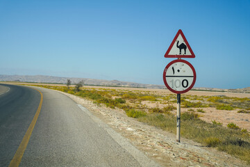 Camels crossing warning road sign in Oman