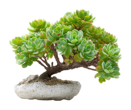Bonsai tree care tips garden guide greenhouse isolated on transparent background - Powered by Adobe