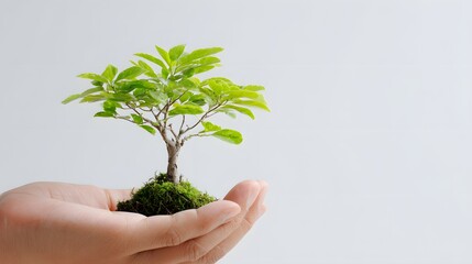 Tender hands gently cradle a small, flourishing tree with vibrant green leaves and a trunk rooted in lush green moss, symbolizing growth and new beginnings against a plain white backdrop.