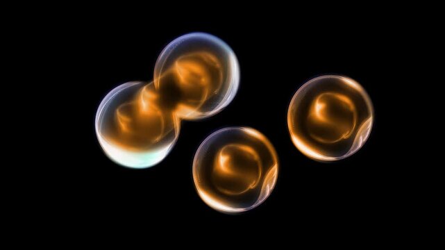 Cells of a living organism divide, clearly demonstrating the process of uncontrollable growth and reproduction of cells and bacteria.
