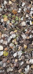 Colorful Autumn Leaves Scattered on Forest Ground in a Peaceful Natural Setting During Fall Season