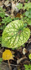 Large Green Leaf With Intricate Veins Surrounded by Smaller Plants in a Natural Setting During Daytime