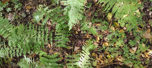 Lush Green Ferns on Forest Floor With Scattered Autumn Leaves During a Sunny Day