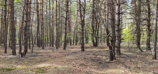 Quiet Forest Scene With Tall Trees and Soft Ground in Spring Season, Showcasing Nature's Beauty and Tranquility