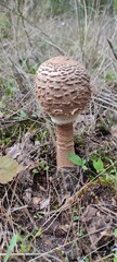 Unique Mushroom Growth in Natural Habitat Showcases Intricate Texture and Details in the Forest Setting