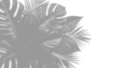 Obraz premium Shadow of tropical monstera leaves isolated on transparent background creates a natural, calming effect, perfect for adding a touch of nature to designs