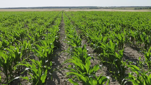 Corn seedlings thrive in rows across a spacious field, ready for future harvest in a rural agricultural setting