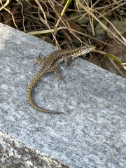 Close Up Brown Lizard Resting Grey Stone