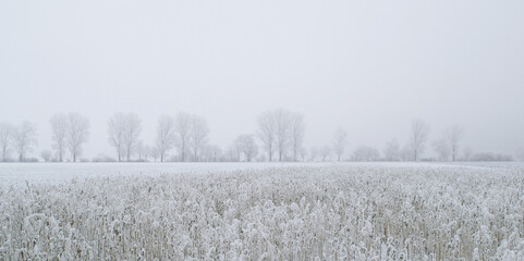 Raureif, Felder,  Zwischenfrüchte