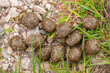 European hare droppings on a walking path. these droppings measure on average 0,7 inch long. Lepus europaeus, Loir et Cher 41, région Centre Val de Loire, France, Europe