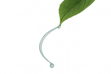 Green leaf with a flowing water stream, showing freshness, purity, and natural hydration on transparent background