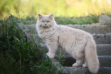 Fluffy White Cat on Garden Steps in Nature.