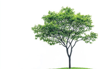 Obraz premium Green deciduous tree isolated on white background.