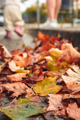 Autumn leaves on the sidewalk after the rain