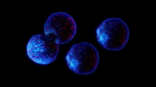 Cells of a living organism divide, clearly demonstrating the process of uncontrollable growth and reproduction of cells and bacteria.
