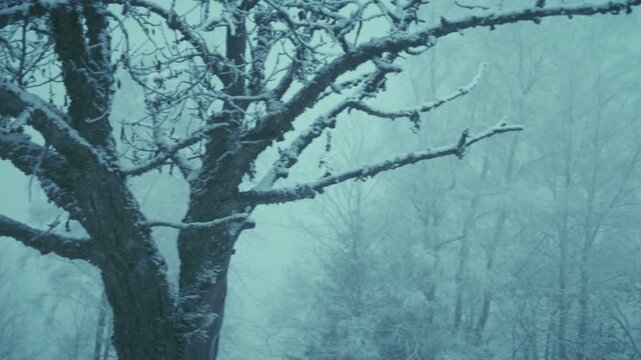 Extrem frostiger kalter Wald