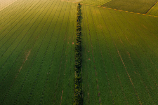 Aerial view of vibrant green fields divided by a thin line of trees creating a stark contrast, Vukovar, Vukovar-Srijem County, Croatia.