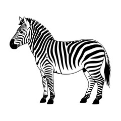 Obraz premium Vector art of zebra