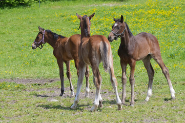 Pferde, Fohlen, Schwaiganger