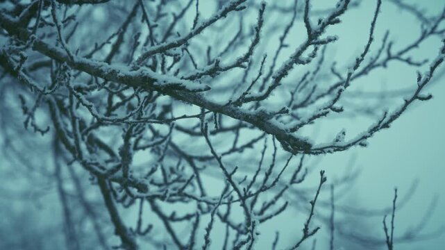 Extrem frostiger kalter Wald