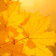 Obraz premium Vibrant autumn leaves close-up