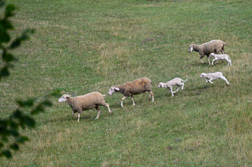 Schafe, Schafhaltung, Mutterschafe mit Lämmern