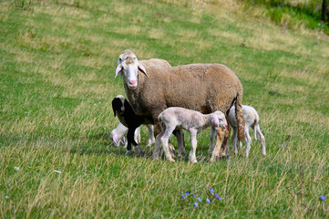Schafe, Schafhaltung, Mutterschafe mit Lämmern