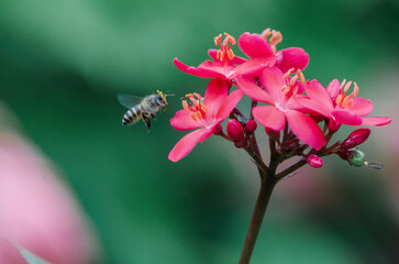 Tropical honey bee in flight approaching vibrant pink flowers on a green bokeh background. Excellent macro shot of pollination and nature in Southeast Asia.