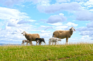Schafe, Schafhaltung, Mutterschafe mit Lämmern