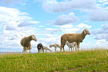 Schafe, Schafhaltung, Mutterschafe mit Lämmern