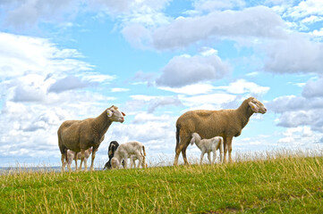 Schafe, Schafhaltung, Mutterschafe mit Lämmern