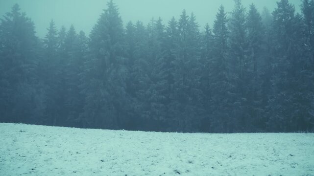 Extrem frostiger kalter Wald