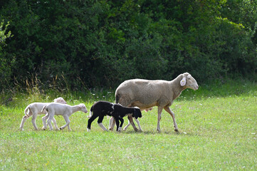 Schafe, Schafhaltung, Mutterschafe mit Lämmern