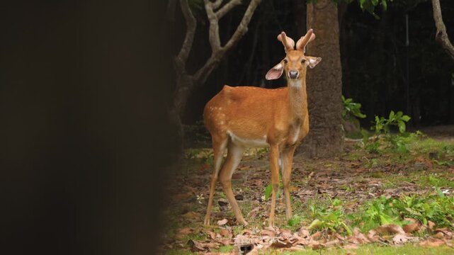 Eld deer Rucervus eldii thamin brow-antlered wildlife animal inside forest nature