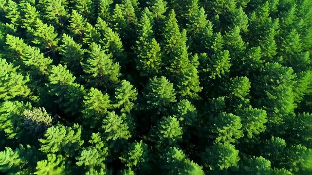 Dense forest canopy viewed from above. Lush green trees fill the frame, creating a repeating pattern