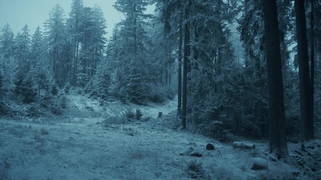 Extrem frostiger kalter Wald