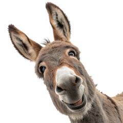 Front view of A cute smiling donkey face on transparent background