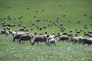 Schafe, Schafhaltung, Hohentwiel
