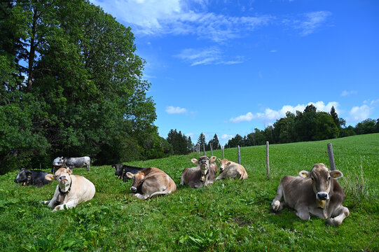 Braunvieh, K&uuml;he, Rinder, Allg&auml;u