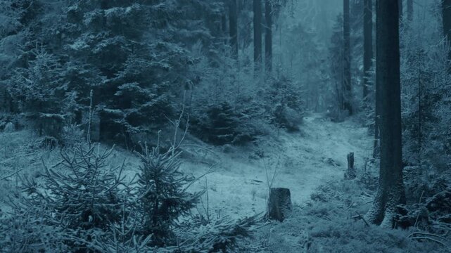 Extrem frostiger kalter Wald